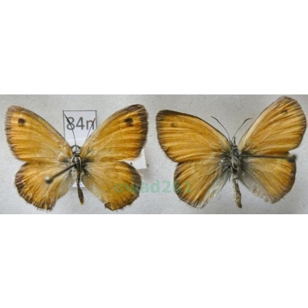 Coenonympha pamphilus (Linnaeus, 1758) 2xmale Strzępotek ruczajnik Czech84n